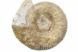 Jurassic Ammonite (Stephanoceras) Fossil - England #279245-1